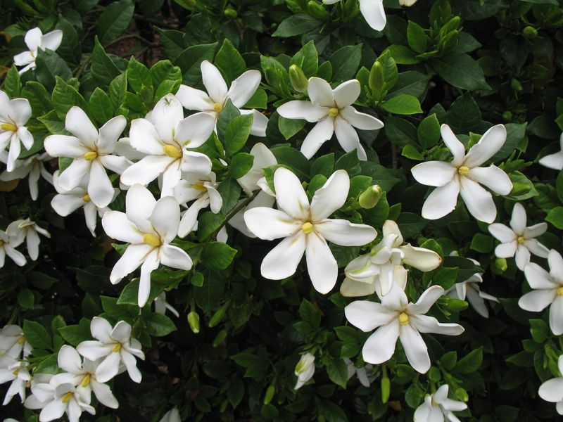 Shooting Star Gardenia