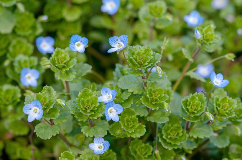 Speedwell (Veronica spp.)