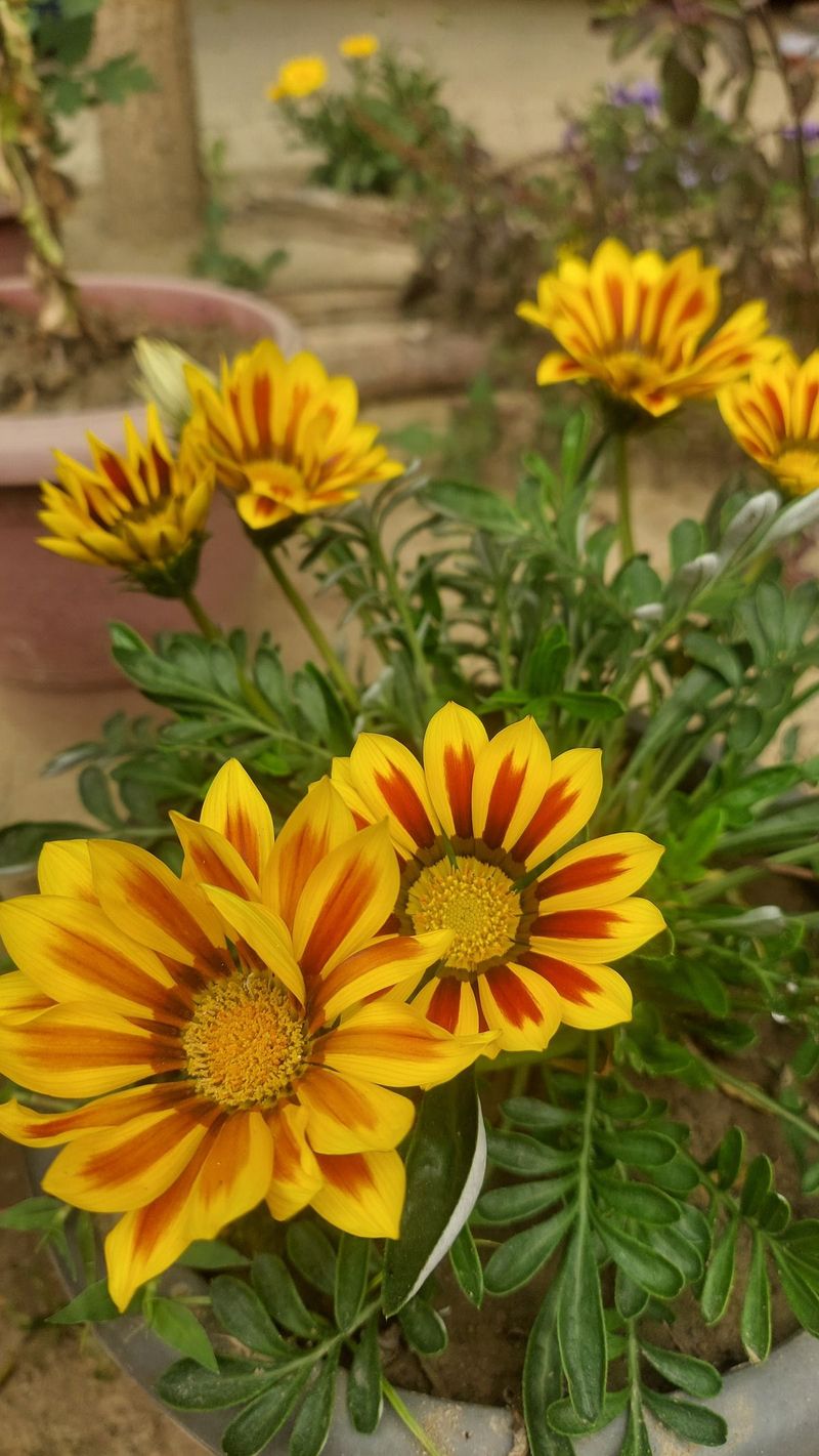Gazania