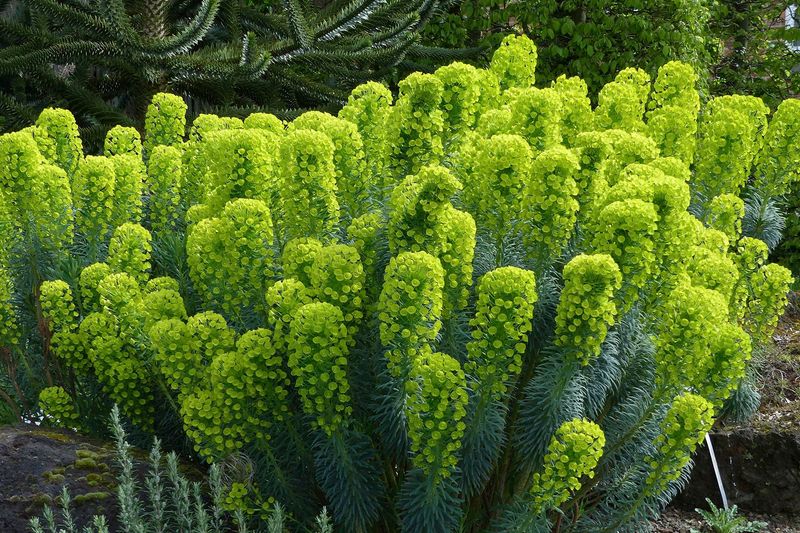 Euphorbia (Spurge)