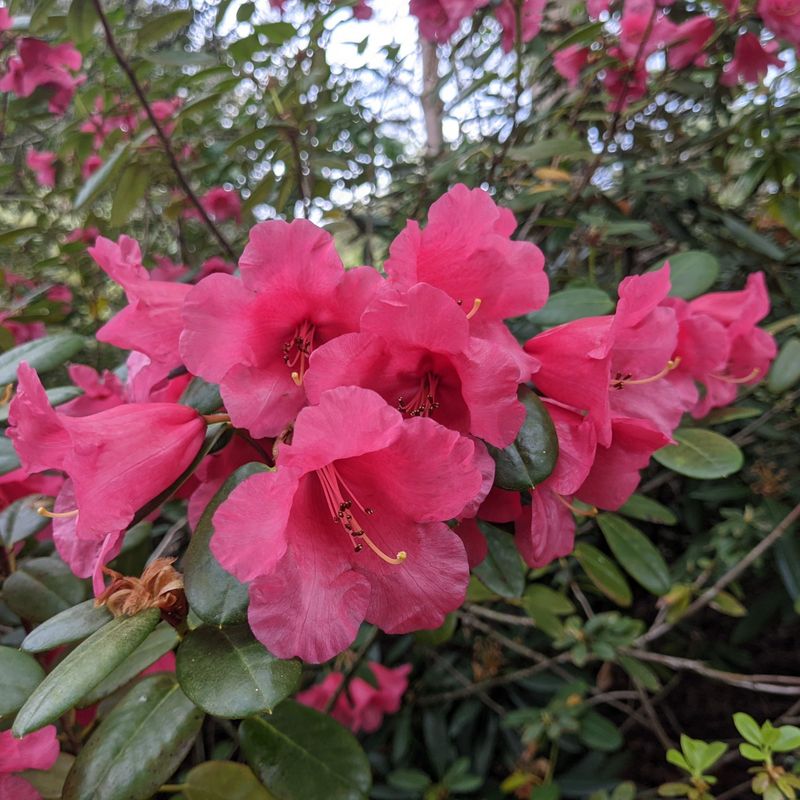 Rhododendron