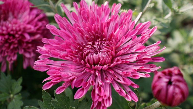 Chrysanthemum 'Pink Magnificence'