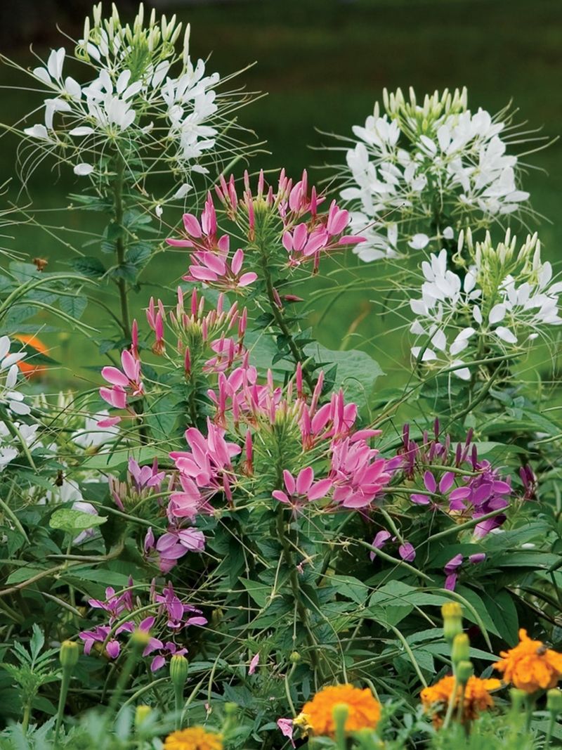 Cleome