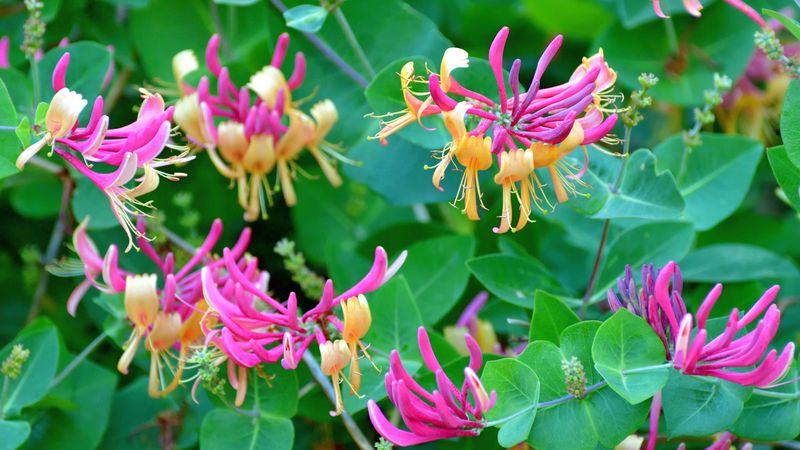 Honeysuckle