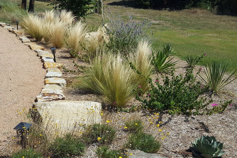 Mexican Feather Grass
