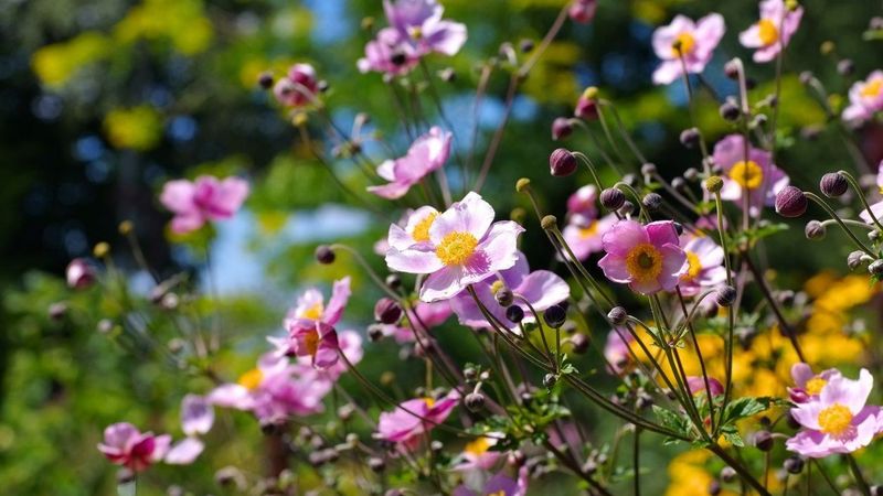 Japanese Anemone