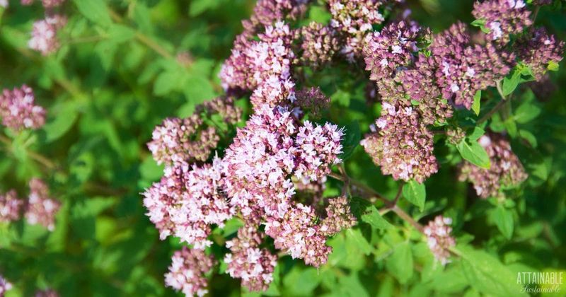 Oregano (Origanum vulgare)
