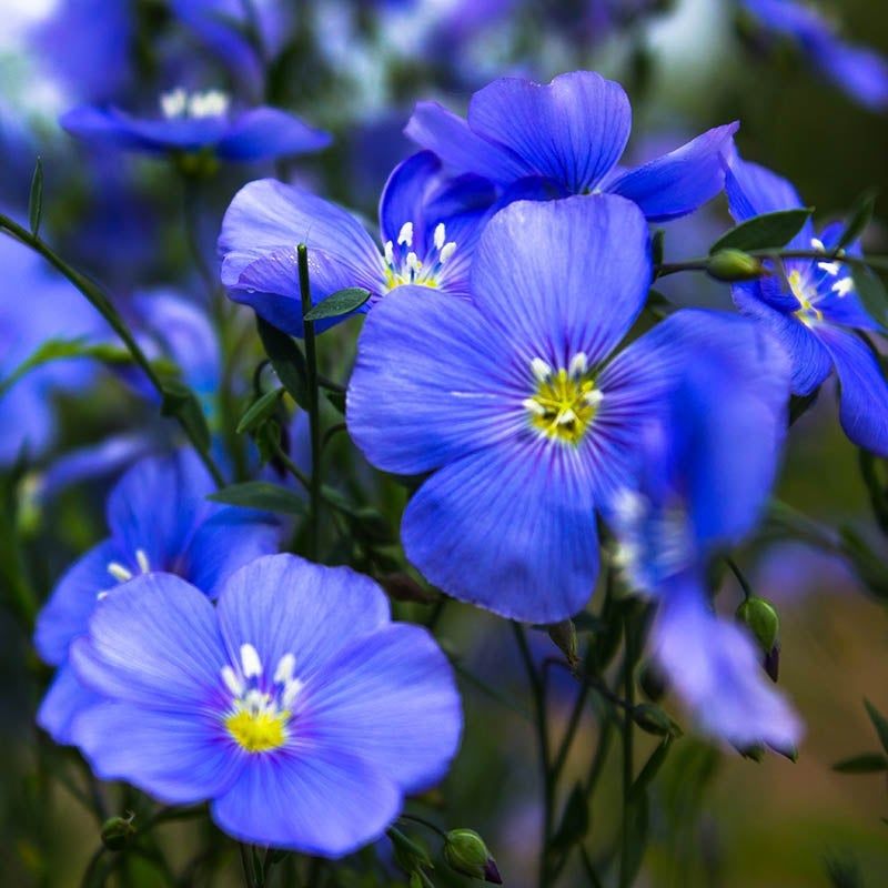 Perennial Flax