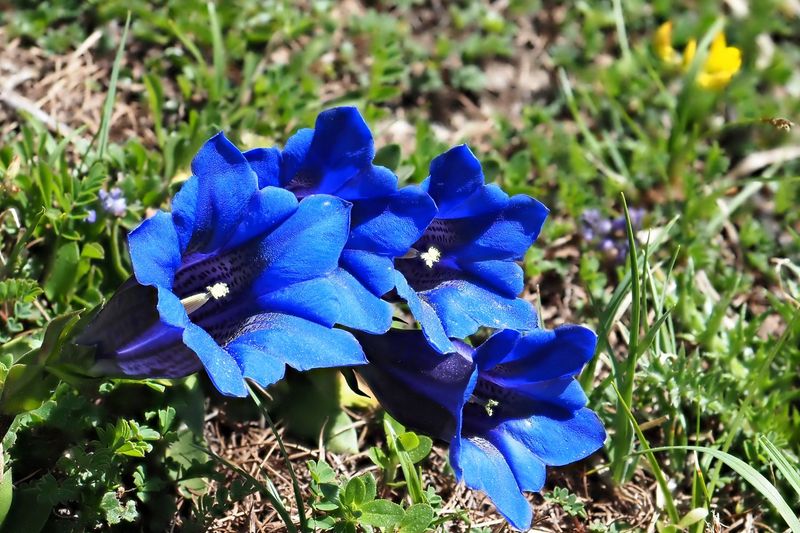 Gentiana