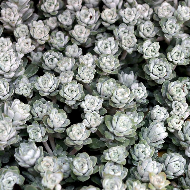 Miniature Sedum ‘Cape Blanco’ (Sedum spathulifolium)