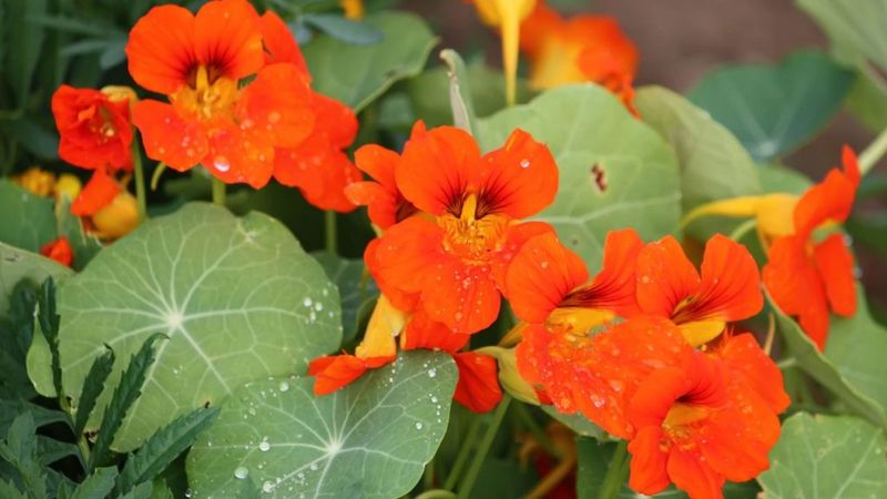 Nasturtium