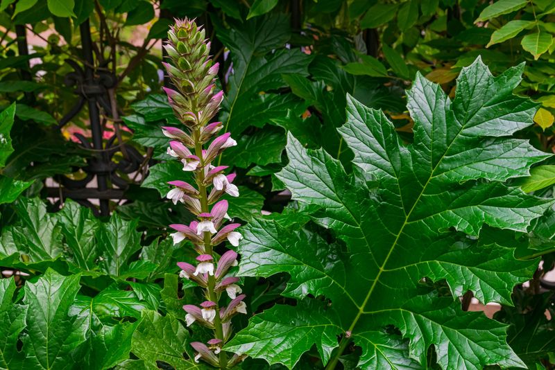 Acanthus
