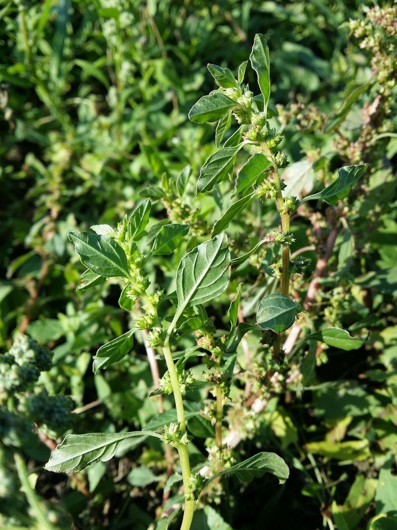 Wild Amaranth (Amaranthus spp.)