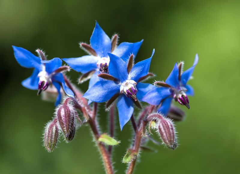Borage