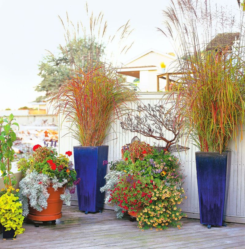 Ornamental Grasses Galore