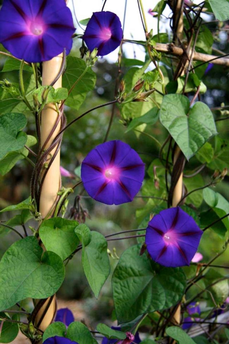 Majestic Morning Glory Mix