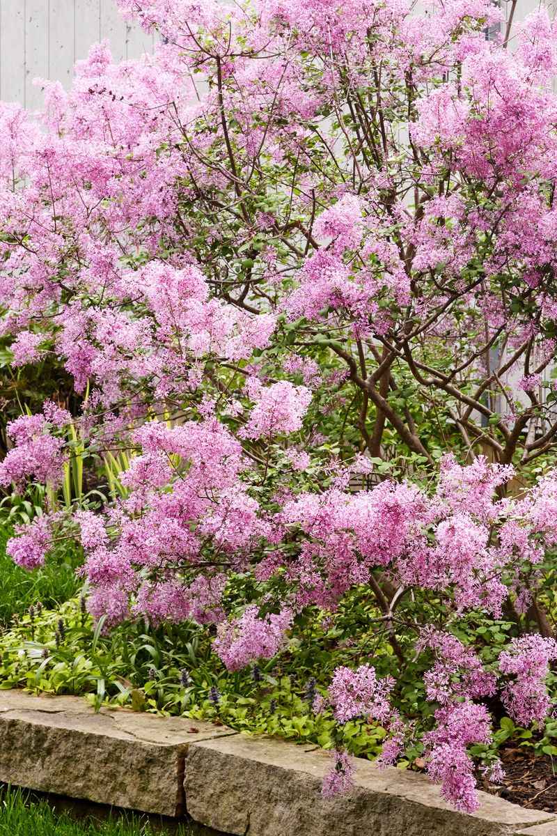 Lilac's Sweet Fragrance