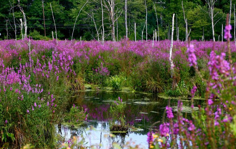 Purple Loosestrife