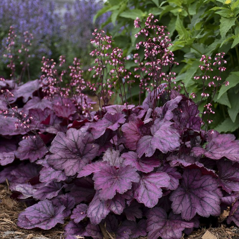 Heuchera