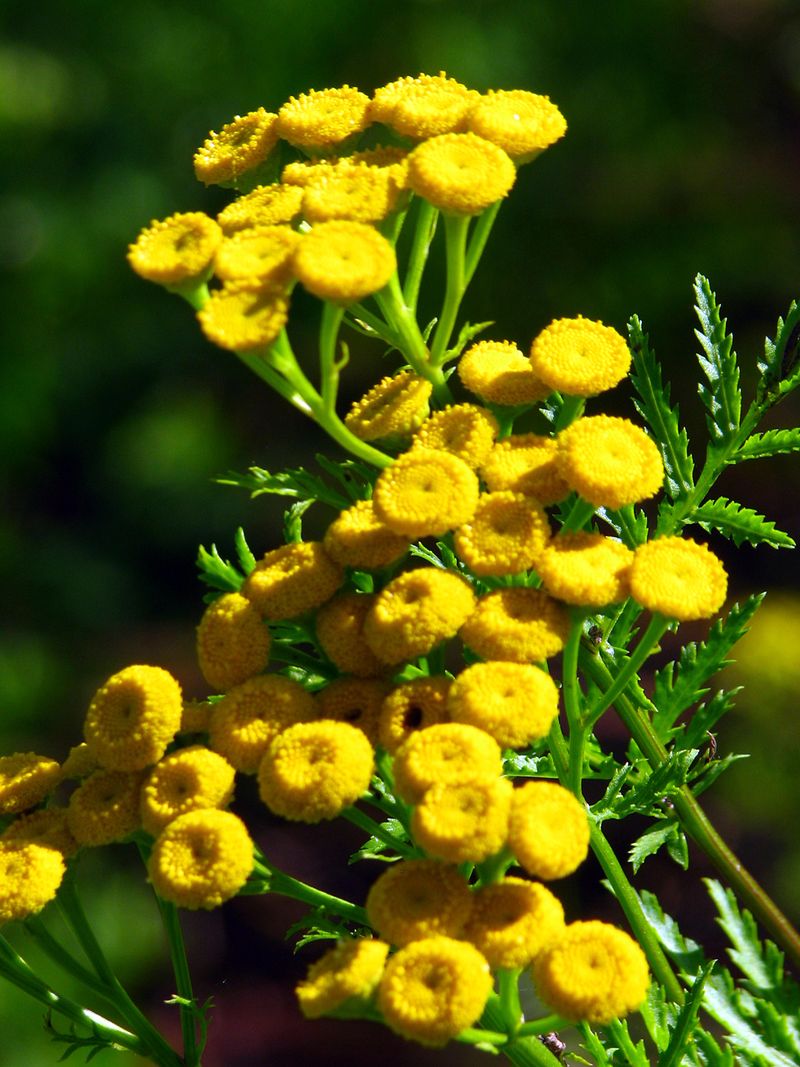 Tansy (Tanacetum vulgare)