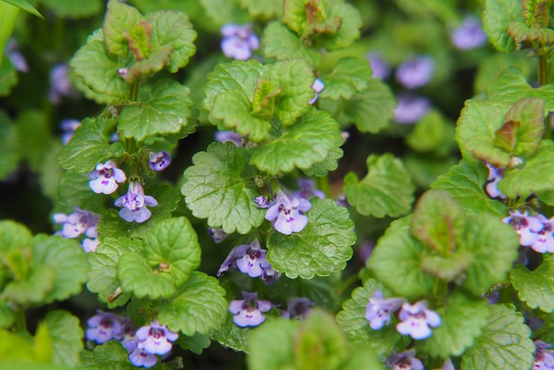 Boiling Water Treatment