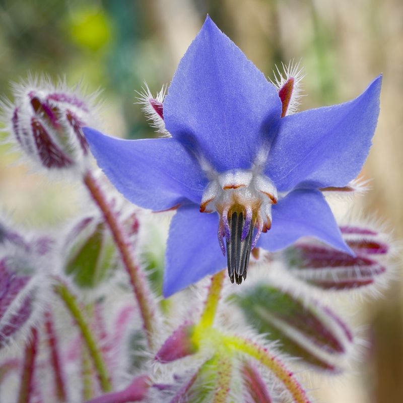 Borage (Borago officinalis)