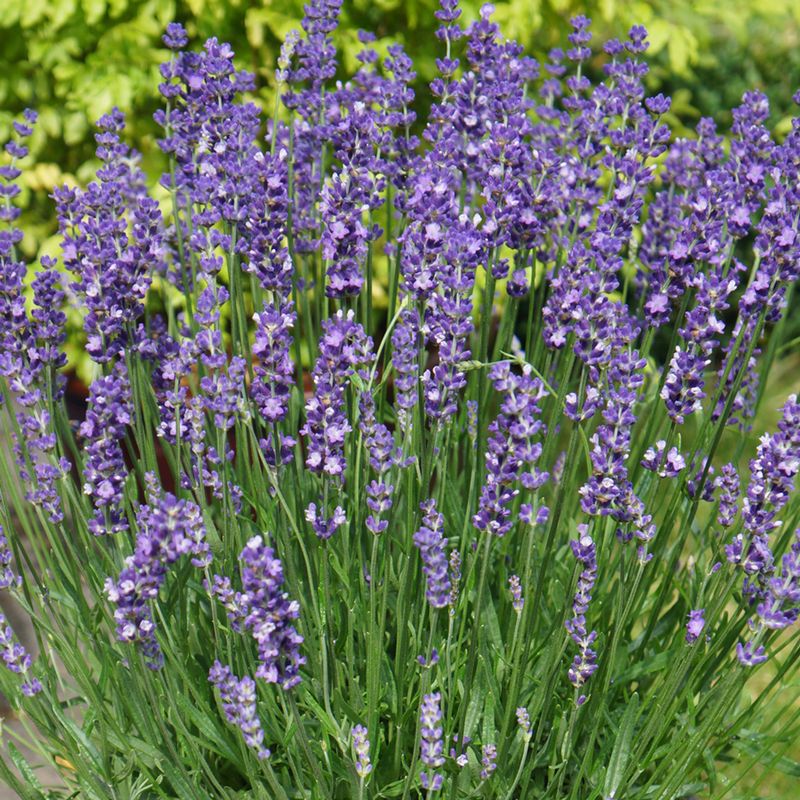 Lavandula angustifolia (English Lavender)