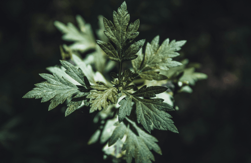 Mugwort's Mystical Presence