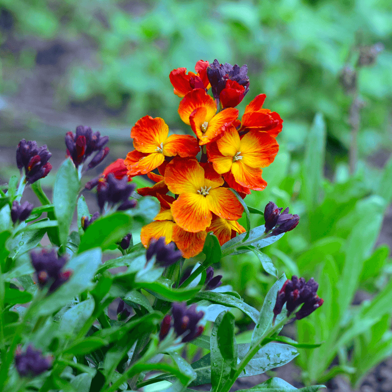 Wallflower (Erysimum cheiri)
