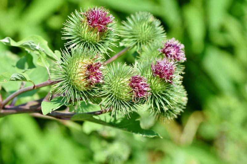 Burdock