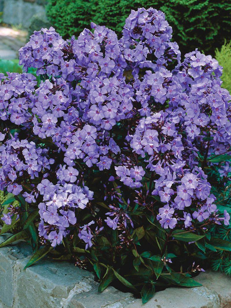Phlox paniculata
