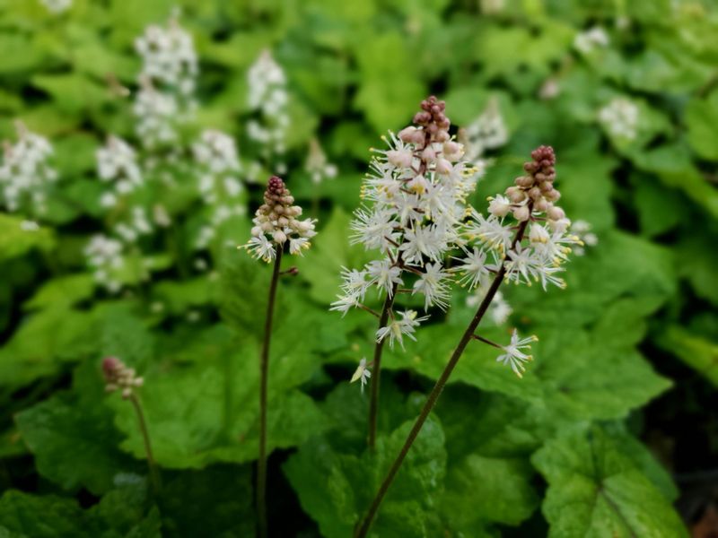 Foamflower (Tiarella cordifolia)