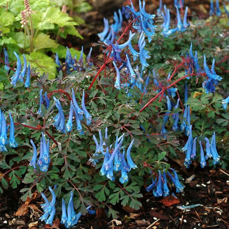 Corydalis