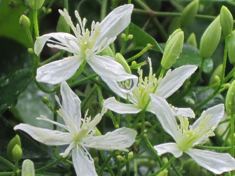 Clematis 'Sweet Autumn'