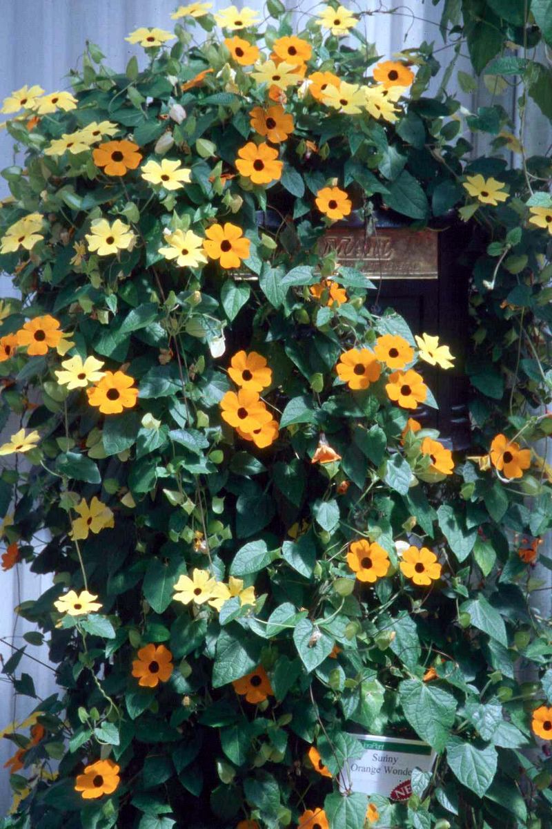 Black-Eyed Susan Vine
