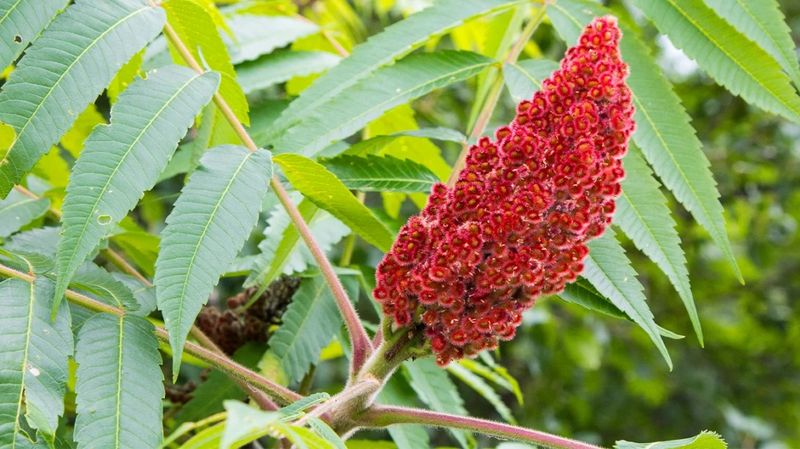 Sumac (Rhus typhina)