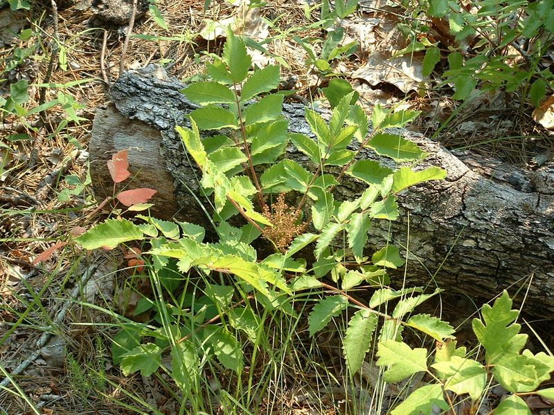 Michaux’s Sumac (Rhus michauxii)