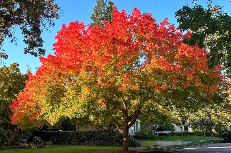 Chinese Pistache (Pistacia chinensis)