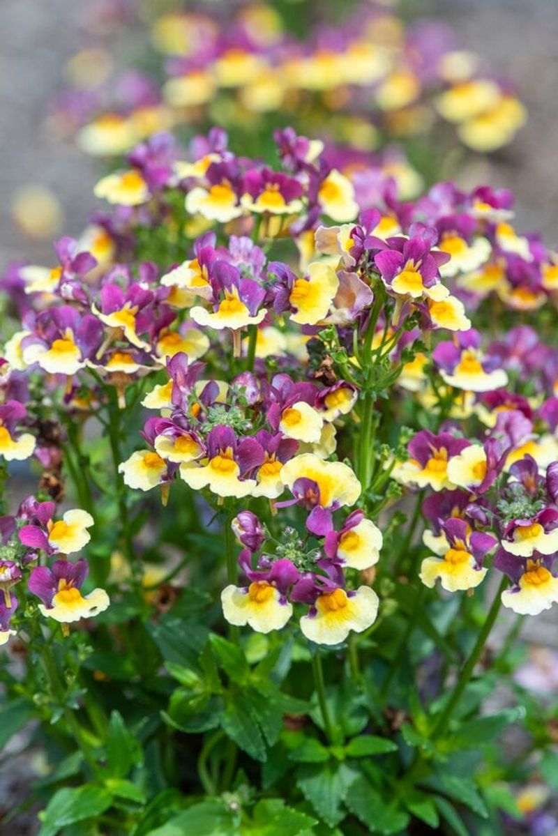 Nemesia