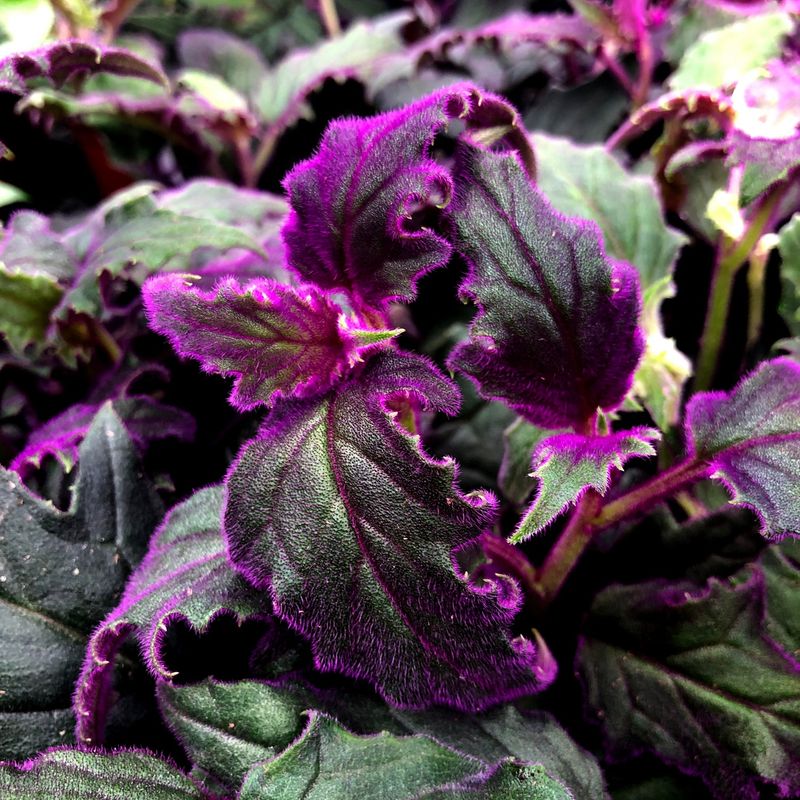 Purple Passion (Gynura aurantiaca)