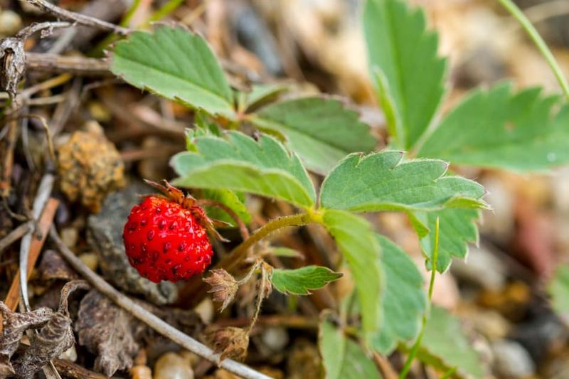 Wild Strawberry