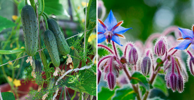 Want Healthier Cucumbers? Which 17 Plants Should You Grow Nearby?