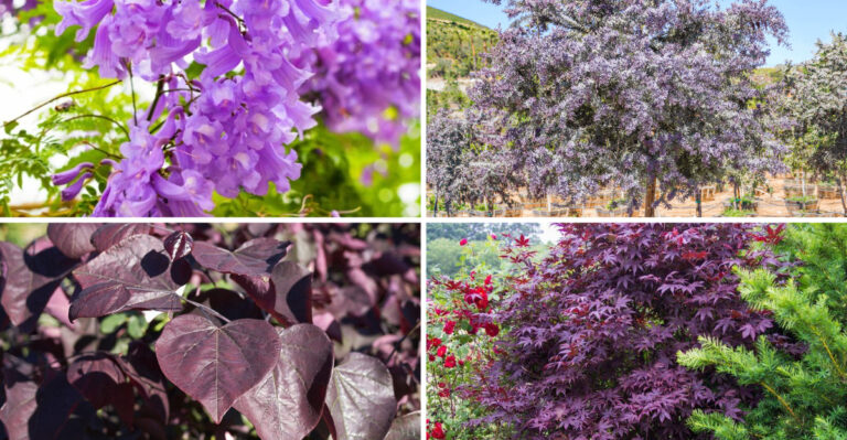 Want a More Colorful Garden? These 20 Purple Trees Can Help
