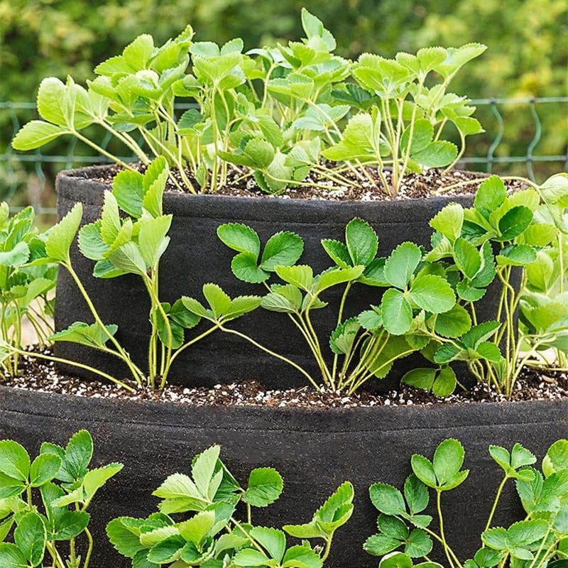 Use Raised Beds or Containers for Faster Growth