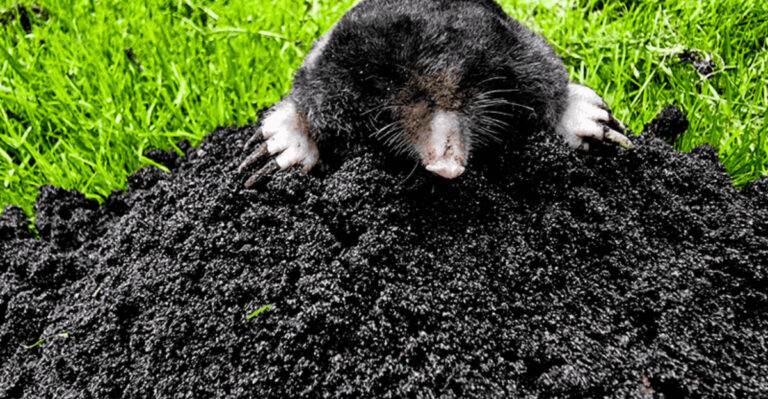 Warning: These 20 Scents Are Bringing Moles Straight to Your Yard!