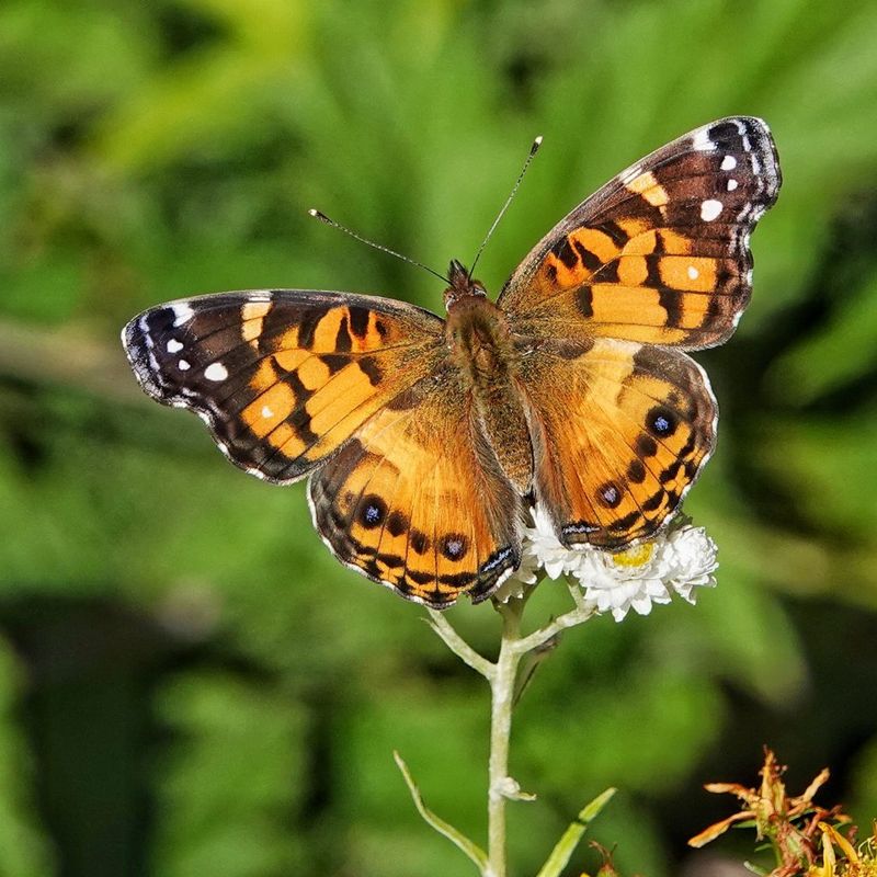 Underside Looks Like Tree Bark or Leaves