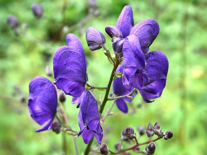 Monkshood (Aconitum spp.)