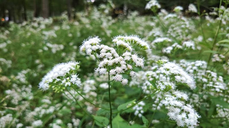 White Snakeroot