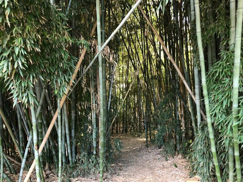 Bamboo