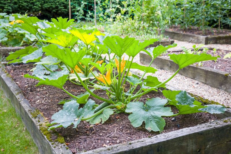 Incorrect Plant Spacing